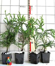 Cryptomeria japonica  "Rasen - Sugi",   japanische Sicheltanne,  bizarre Sorte