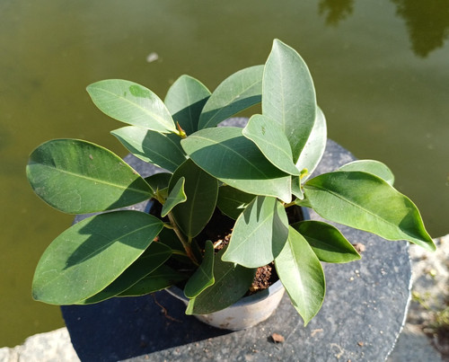 Birkenfeige ficus benjamina - benjamina, im