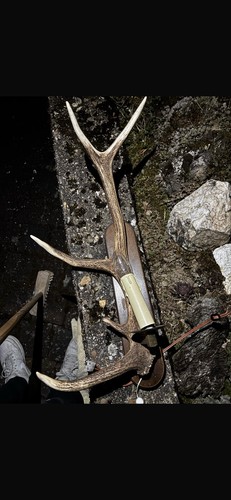Hirschgeweih lampe - hirschgeweih,