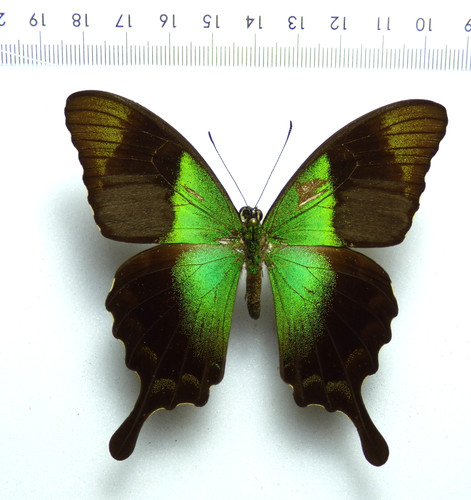 Entomologie schmetterling - entomologie,,