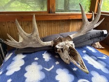 elch geweih , 1,1 Meter , sehr guter Zustand , ca 30-40 Jahre alt 