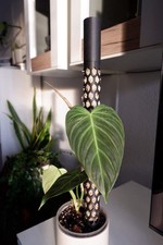 Moosstab 51 cm Ø 3,5 cm mit