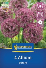 Kiepenkerl Zierlauch Ostara