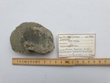 Oxynoticeras lymense- Lias beta - massives Pyrit - Dorset (GB) - alte Sammlung