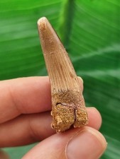 4,2 cm heller brauner Zahn des