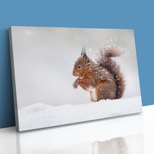 Rotes eichhörnchen schnee - rotes,