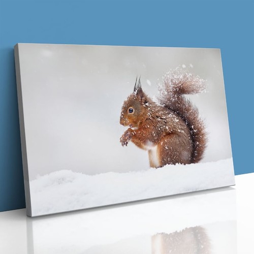 Rotes eichhörnchen schnee - eichhörnchen, im