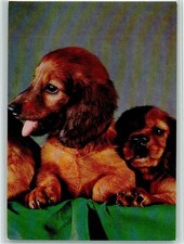 12093271 - Junge Langhaardackel Dackel