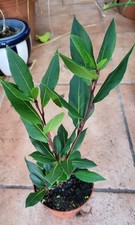 Lorbeer, Gewürz-Lorbeer