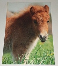 Shetlandpony Fohlen Foal Horse Tier Postkarte Postcard Pferdepostkarte Ak DJH 