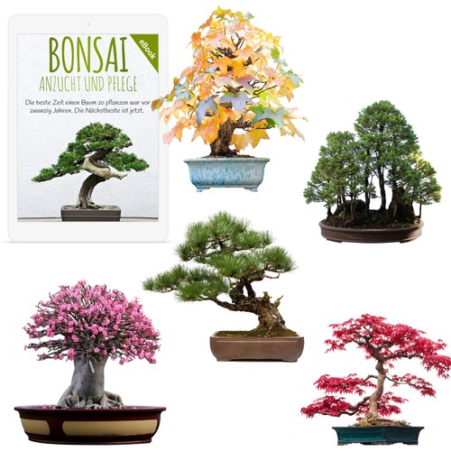 Bonsai samen mit hoher - samen,