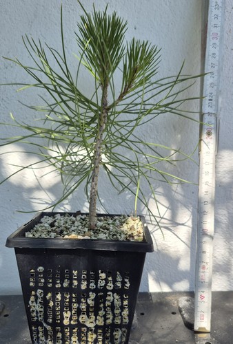 Pinus thunbergii - ,