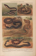 Chromo-Lithografie 1894