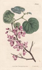 Judasbaum Judas tree Botanik