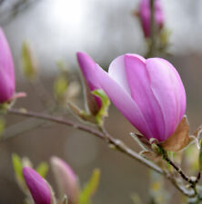 Magnolia x hybrida 'Sentinel'