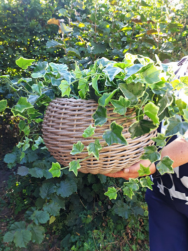 Blumentopf korb aus rattan - blumentopf,