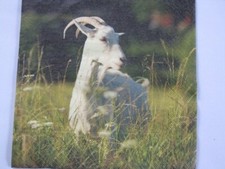 4 lose Servietten  weiße Ziege Rufuß