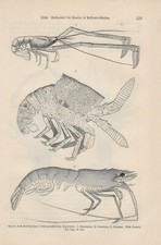 Krebse des Solnhofener