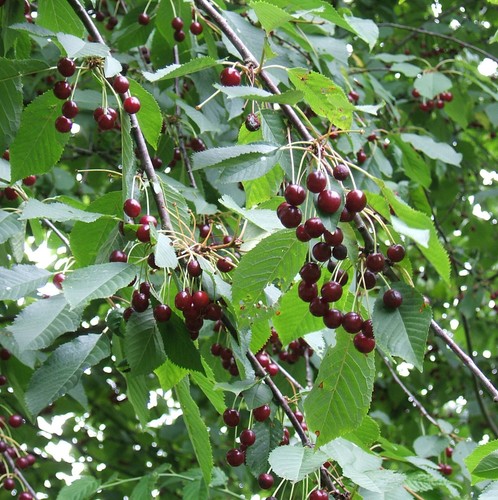 Süßkirsche prunus avium - prunus,