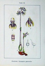 Antiker alter Druck Blumen