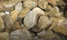 15 Seemandelbaumblätter 15cm