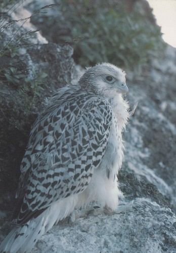 Grönland postkarte greifvogel - grönland,