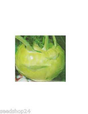 Kohlrabi Superschmelz Samen Saatgut Saat Oberkohlrabi Oberrübe Kohlrübe