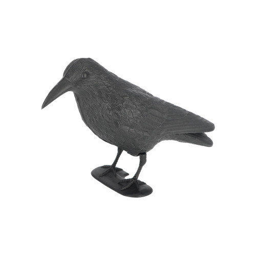 Vogel tauben schreck - vogel, krähe