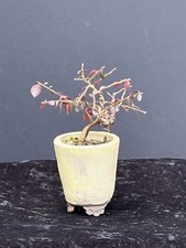 Bonsai - Shohinbonsai -