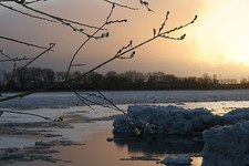 25 Salweide Weidenstecklinge