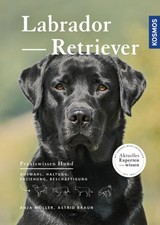 Labrador Retriever | Braun