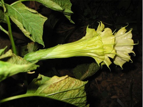 Datura metel triple - 🔥,