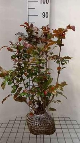 Mahonia aquifolium falsche - aquifolium-,