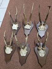 Rehbock Rehgehörn Konvolut 6