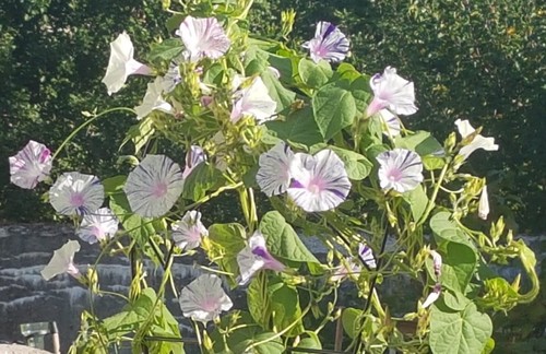 Prunkwinde trichterwinden - *,