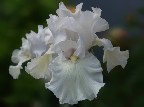Schwertlilie iris frison - schwertlilie,