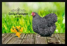 Fußmatte Fußmatte Hühner Zwerg Orpington gestreift F1299