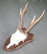 Geweih Rehgeweih mit Kiefer