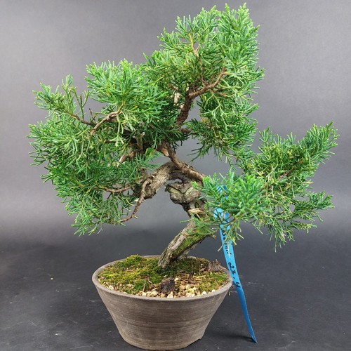Bonsai wacholder juniperus - bonsai-wacholder,,