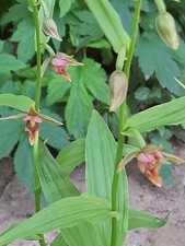 Epipactis Gigantea Topf - Riesen Stendelwurz, Winterhart, Garten Orchidee