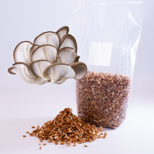 Pilzbrut Austernseitling - Pilze zuhause anbauen mit Körnerbrut, beste Qualität 