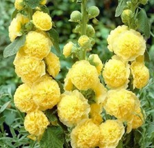 GF 919UZ gelbe Althea Rosea gefüllte Stockrose Zaden Garden Seeds Samen Stück 25