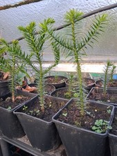1 x Araucaria Araucana -