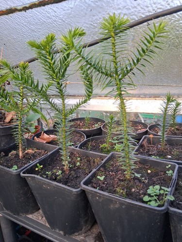 Araucaria araucana - x,