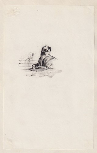 Liegender hund dog chien - hund,