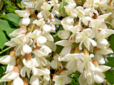 SAMEN die duftige Robinie Blüht im Frühling verbreitet ein herrlichen Duft