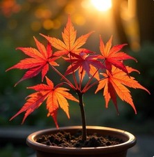 2 winterharter orange Ahorn schnellwüchsige Bäume Pflanzen im für den Garten