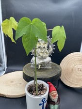 Giant Papaya . Ca 40-60Cm .Thailand . Bio. ?