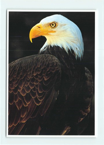 Postkarte amerikanischer - 1,