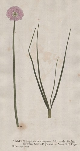 Allium allieae lauch - allium,